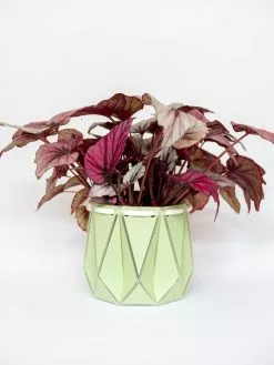 POTR Pots Ltd Medium POTR Pot -Prints shop Testimage10 43